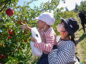 リンゴ狩り